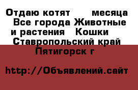 Отдаю котят. 1,5 месяца - Все города Животные и растения » Кошки   . Ставропольский край,Пятигорск г.